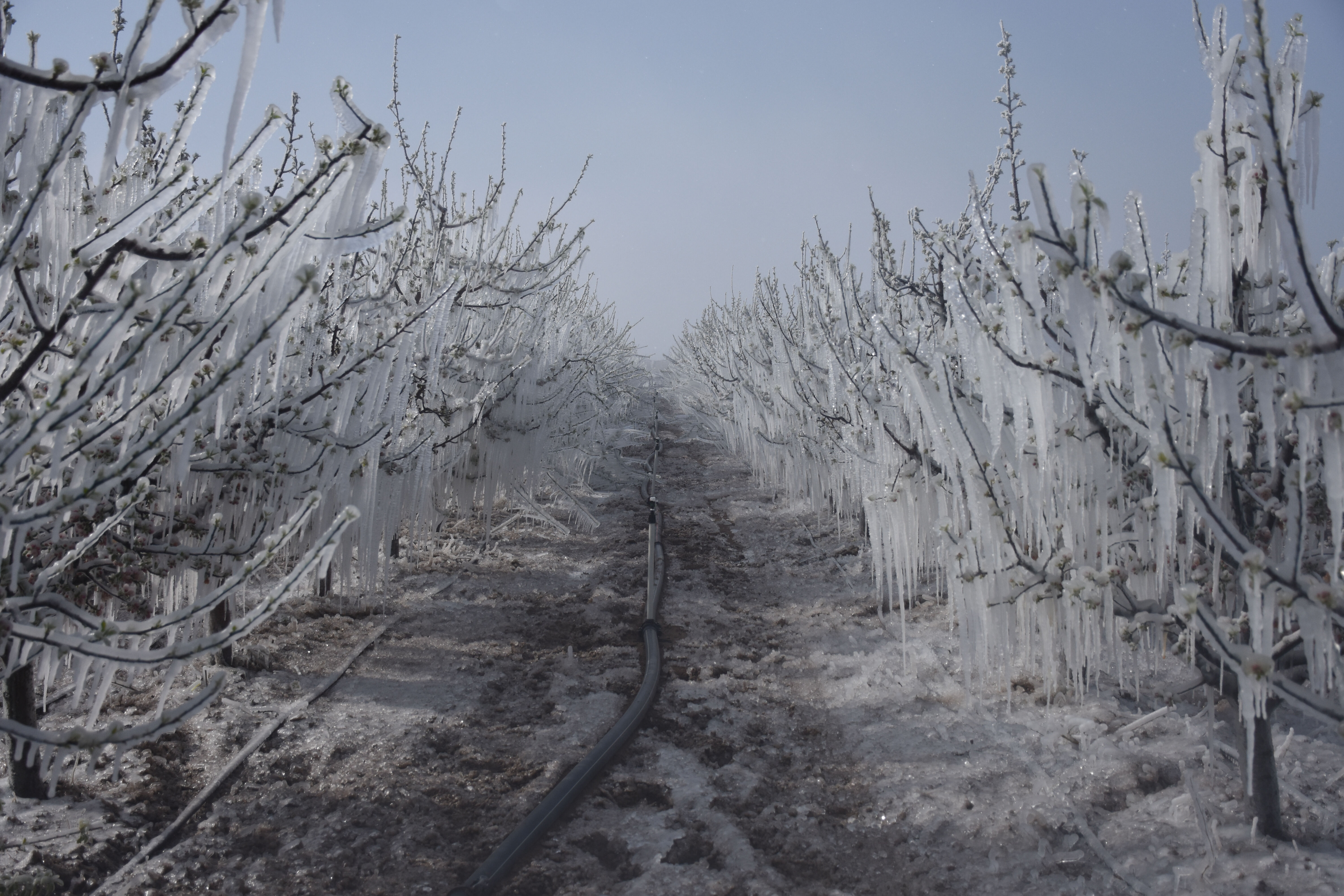 Don tarlaların yarısını yok etti! Etiketler alev alev yanacak, vatandaş tedirgin Don tarlaların yarısını yok etti! Etiketler alev alev yanacak, vatandaş tedirgin - 2. Resim