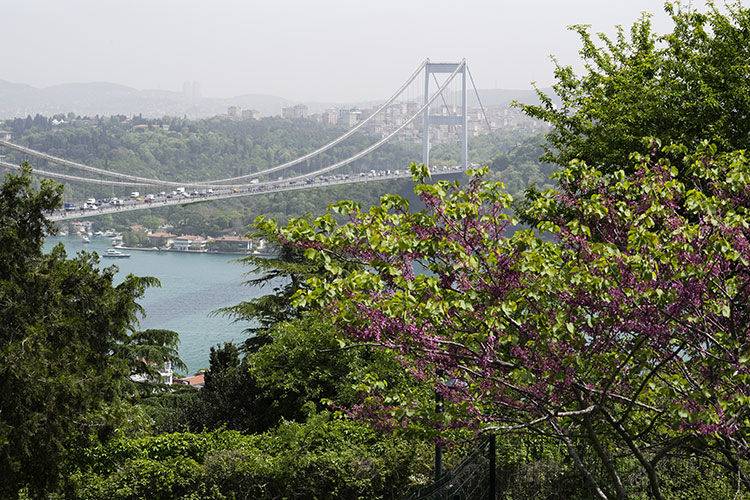 İstanbul'da erguvan rotaları!  Nisan ve Mayıs ayında boğazı süslüyor İstanbul'da erguvan rotaları!  Nisan ve Mayıs ayında boğazı süslüyor - 2. Resim
