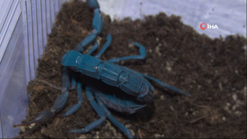 Kanser hastalarına iyi geliyor, akciğerdeki lekeyi bile temizliyor! 18 yaşındaki kız bir odada &uuml;retiyor - 3. Resim