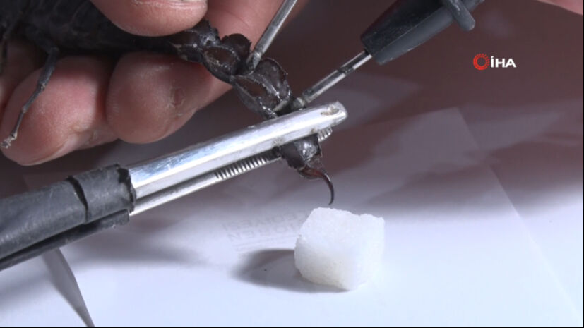 Kanser hastalarına iyi geliyor, akciğerdeki lekeyi bile temizliyor! 18 yaşındaki kız bir odada &uuml;retiyor - 1. Resim