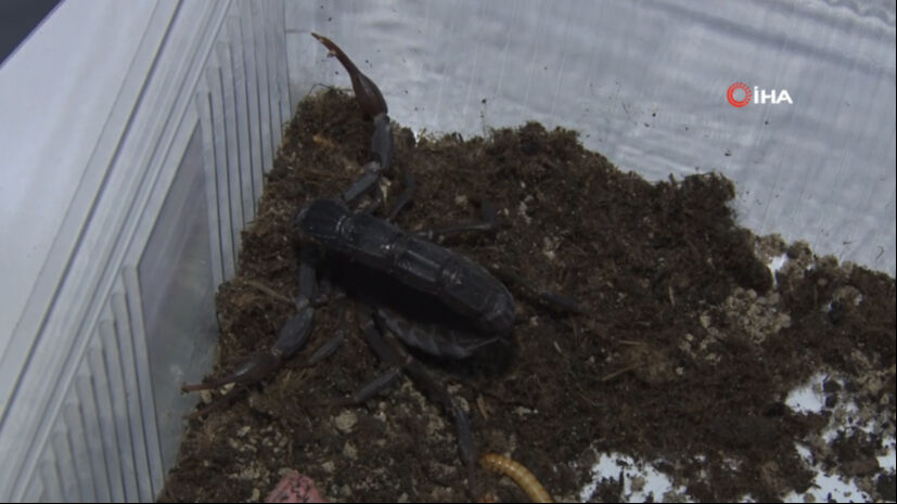 Kanser hastalarına iyi geliyor, akciğerdeki lekeyi bile temizliyor! 18 yaşındaki kız bir odada &uuml;retiyor - 7. Resim