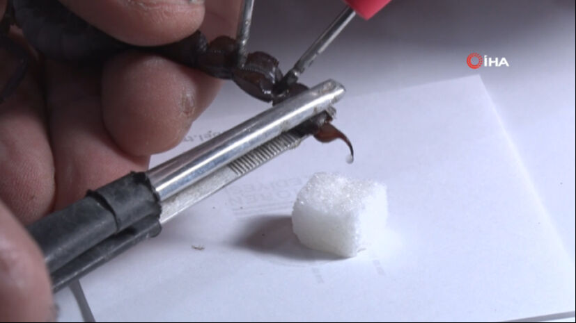 Kanser hastalarına iyi geliyor, akciğerdeki lekeyi bile temizliyor! 18 yaşındaki kız bir odada &uuml;retiyor - 6. Resim