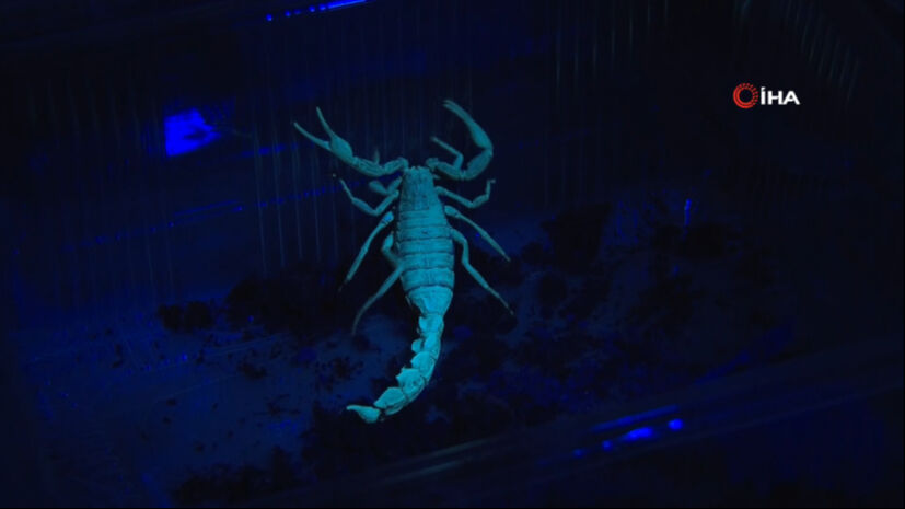 Kanser hastalarına iyi geliyor, akciğerdeki lekeyi bile temizliyor! 18 yaşındaki kız bir odada &uuml;retiyor - 2. Resim