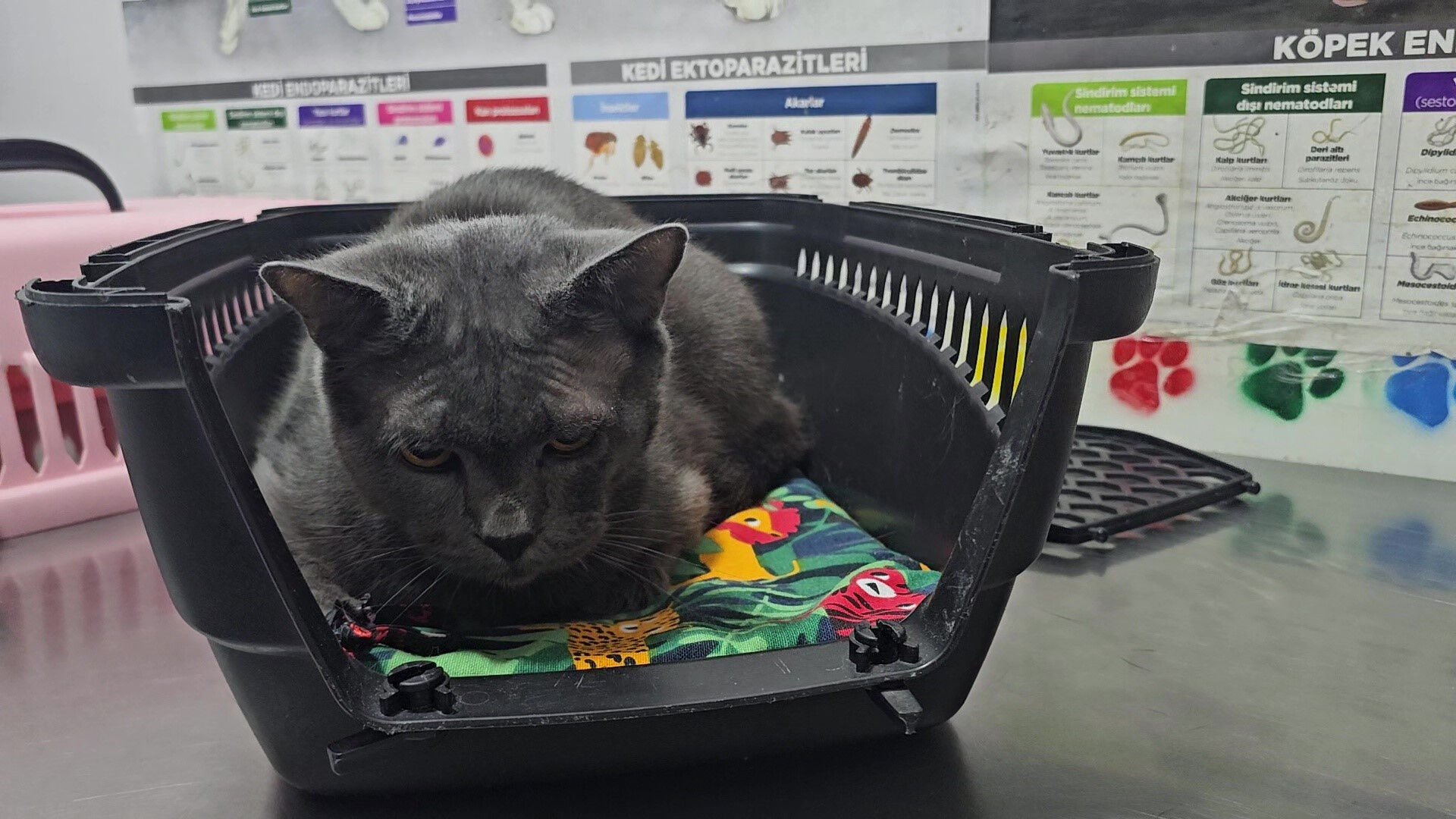 Türkiye'de bir ilk! Veteriner şoke oldu:  Türkiye’de bir ilk! Sahibinden kedisine dudak uçuklatan jest: Altın detayı 'Yok artık' dedirtti - 3. Resim