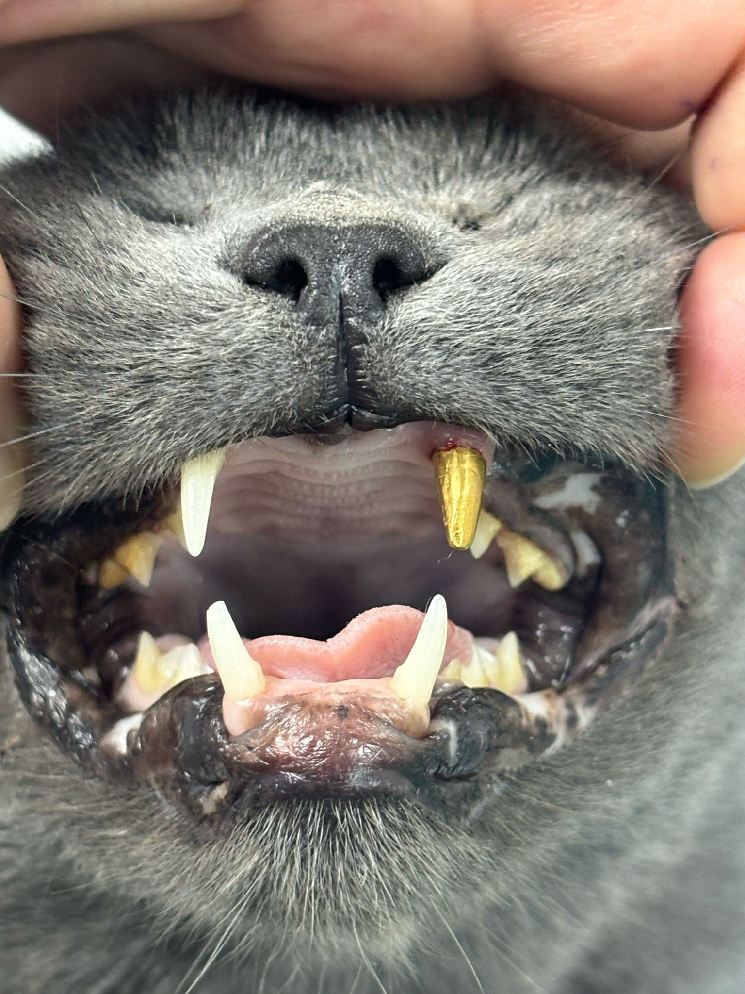 Türkiye'de bir ilk! Veteriner şoke oldu:  Türkiye’de bir ilk! Sahibinden kedisine dudak uçuklatan jest: Altın detayı 'Yok artık' dedirtti - 2. Resim