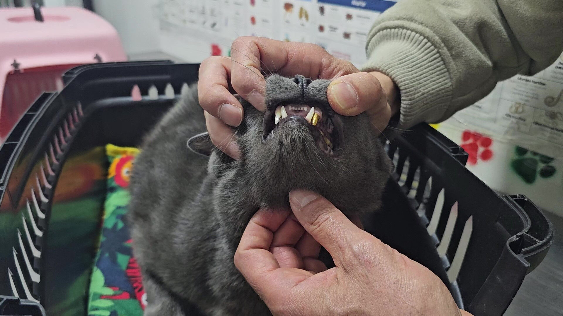 Türkiye'de bir ilk! Veteriner şoke oldu:  Türkiye’de bir ilk! Sahibinden kedisine dudak uçuklatan jest: Altın detayı 'Yok artık' dedirtti - 1. Resim