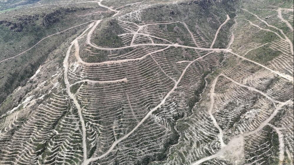 Yangında büyük hasar almışlardı! Çanakkale'de dayanıklı fidanlar yeşeriyor Yangında büyük hasar almışlardı! Çanakkale'de dayanıklı fidanlar yeşeriyor - 1. Resim