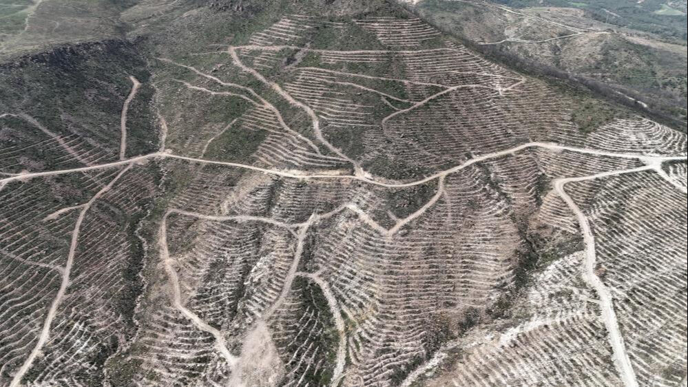 Yangında büyük hasar almışlardı! Çanakkale'de dayanıklı fidanlar yeşeriyor Yangında büyük hasar almışlardı! Çanakkale'de dayanıklı fidanlar yeşeriyor - 2. Resim