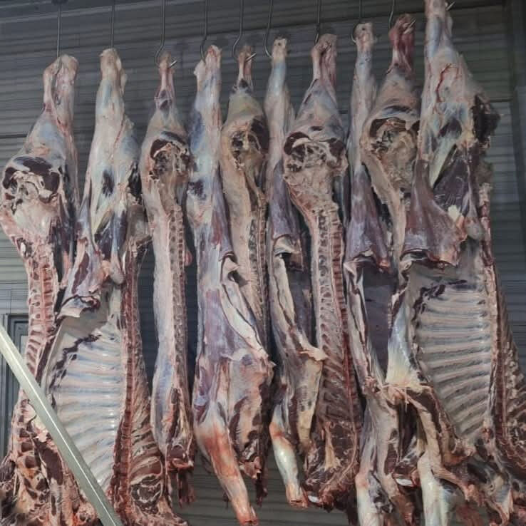 Yasa dışı yollarla 27 adet getirmişler! Büyükbaş hayvan sevkine 105 bin TL ceza Yasa dışı yollarla 27 adet getirmişler! Büyükbaş hayvan sevkine 105 bin TL ceza - 3. Resim