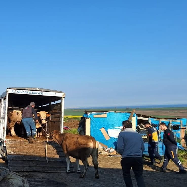 Yasa dışı yollarla 27 adet getirmişler! Büyükbaş hayvan sevkine 105 bin TL ceza Yasa dışı yollarla 27 adet getirmişler! Büyükbaş hayvan sevkine 105 bin TL ceza - 1. Resim