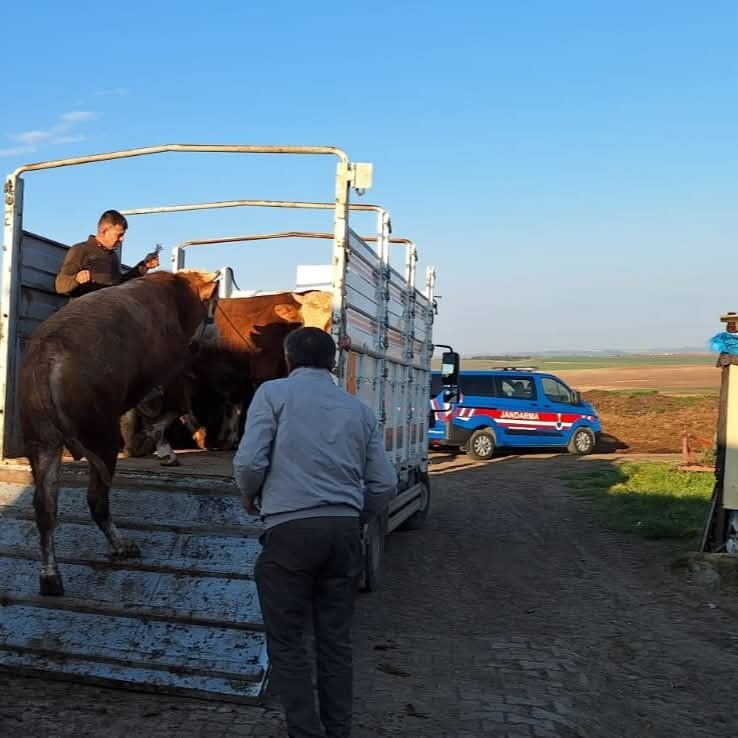 Yasa dışı yollarla 27 adet getirmişler! Büyükbaş hayvan sevkine 105 bin TL ceza Yasa dışı yollarla 27 adet getirmişler! Büyükbaş hayvan sevkine 105 bin TL ceza - 4. Resim