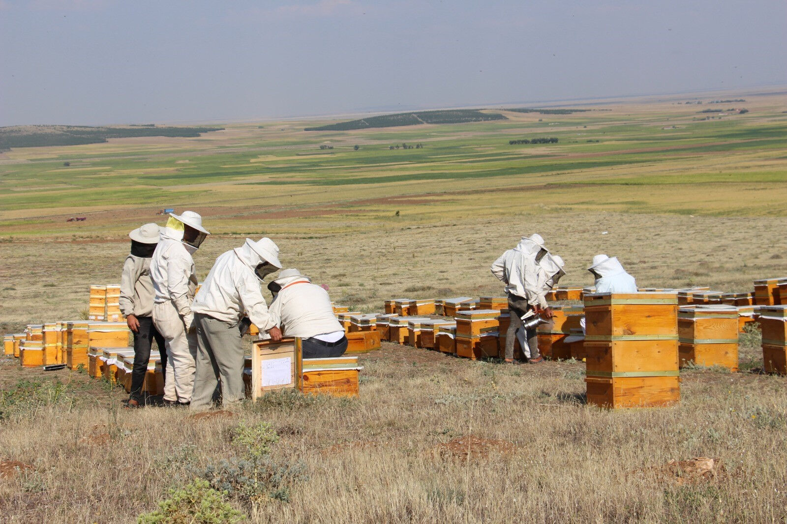 Ağzımın tadı kalmayacak: 36 kenti vuran don afeti rekolteyi yarı yarıya düşürdü - 2. Resim
