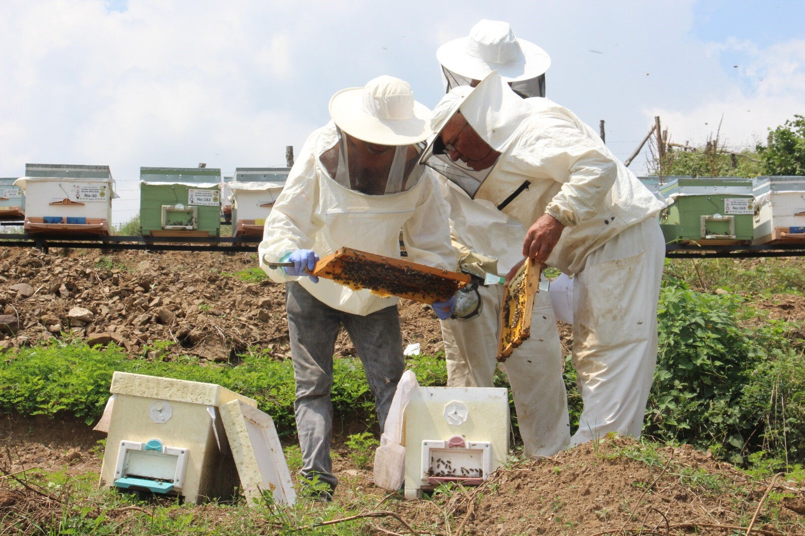 Ağzımın tadı kalmayacak: 36 kenti vuran don afeti rekolteyi yarı yarıya düşürdü - 1. Resim