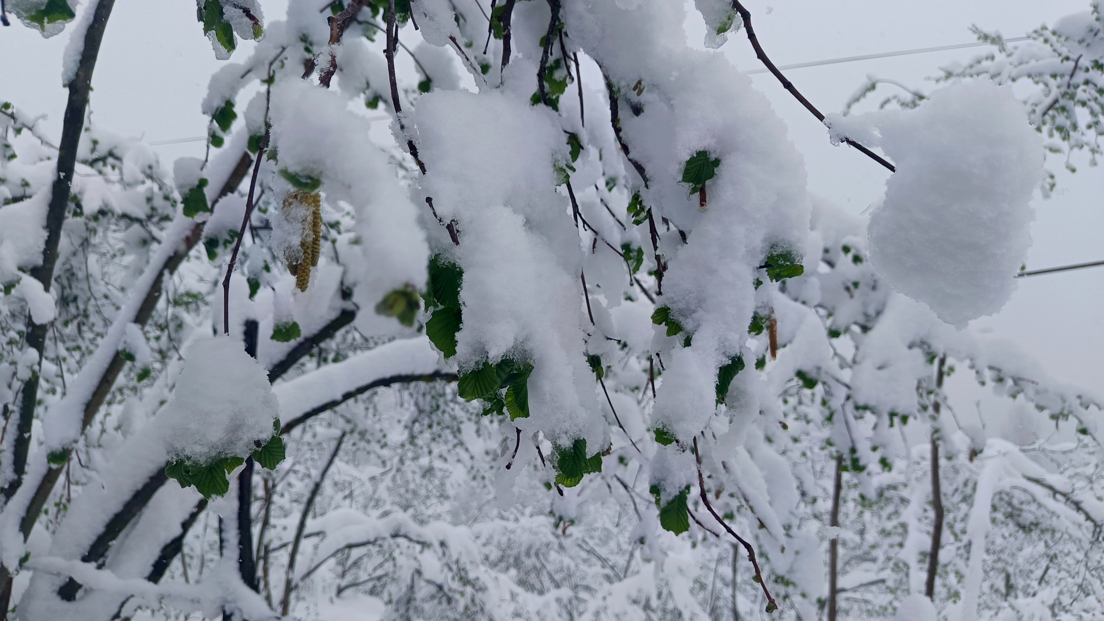 Ağzımın tadı kalmayacak: 36 kenti vuran don afeti rekolteyi yarı yarıya düşürdü - 4. Resim