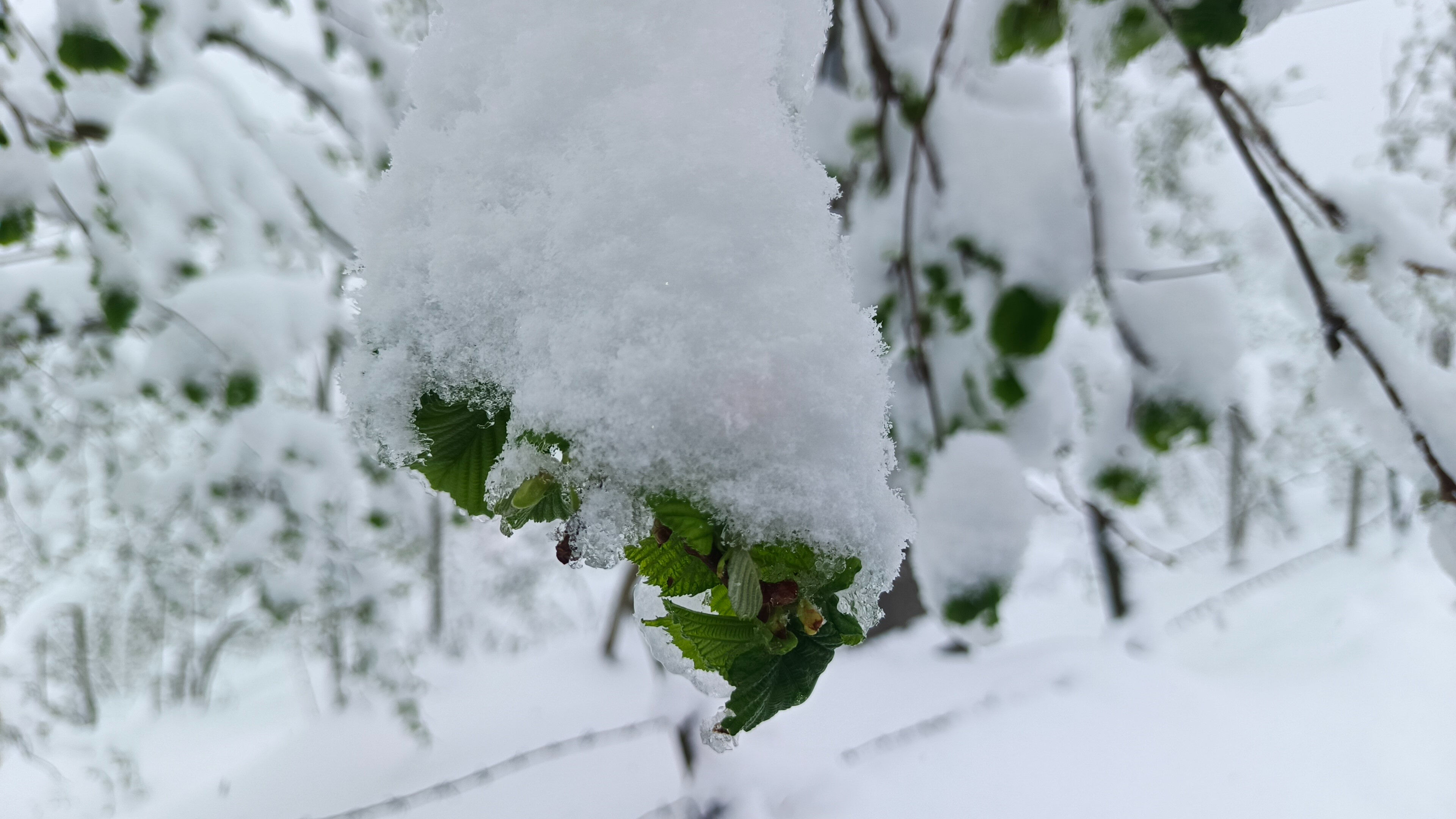 Ağzımın tadı kalmayacak: 36 kenti vuran don afeti rekolteyi yarı yarıya düşürdü - 3. Resim