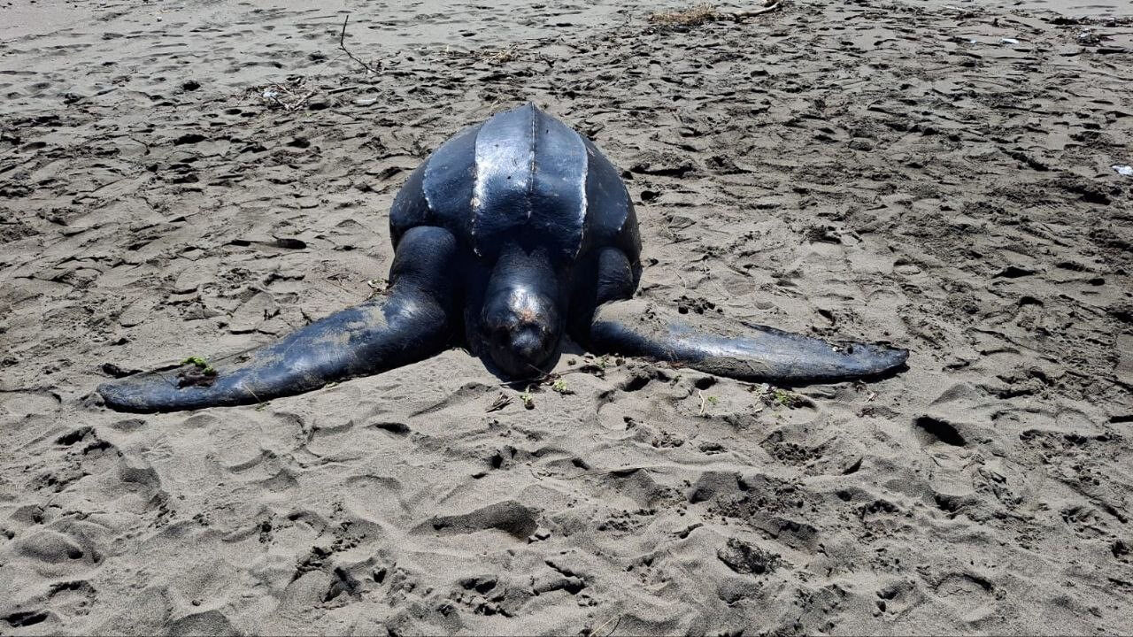 Boyutu görenleri hayrete düşürmüştü! Karadeniz'de ilke imza atan dünyanın 'şampiyon kamlumbağası'nı poşet öldürdü - 1. Resim