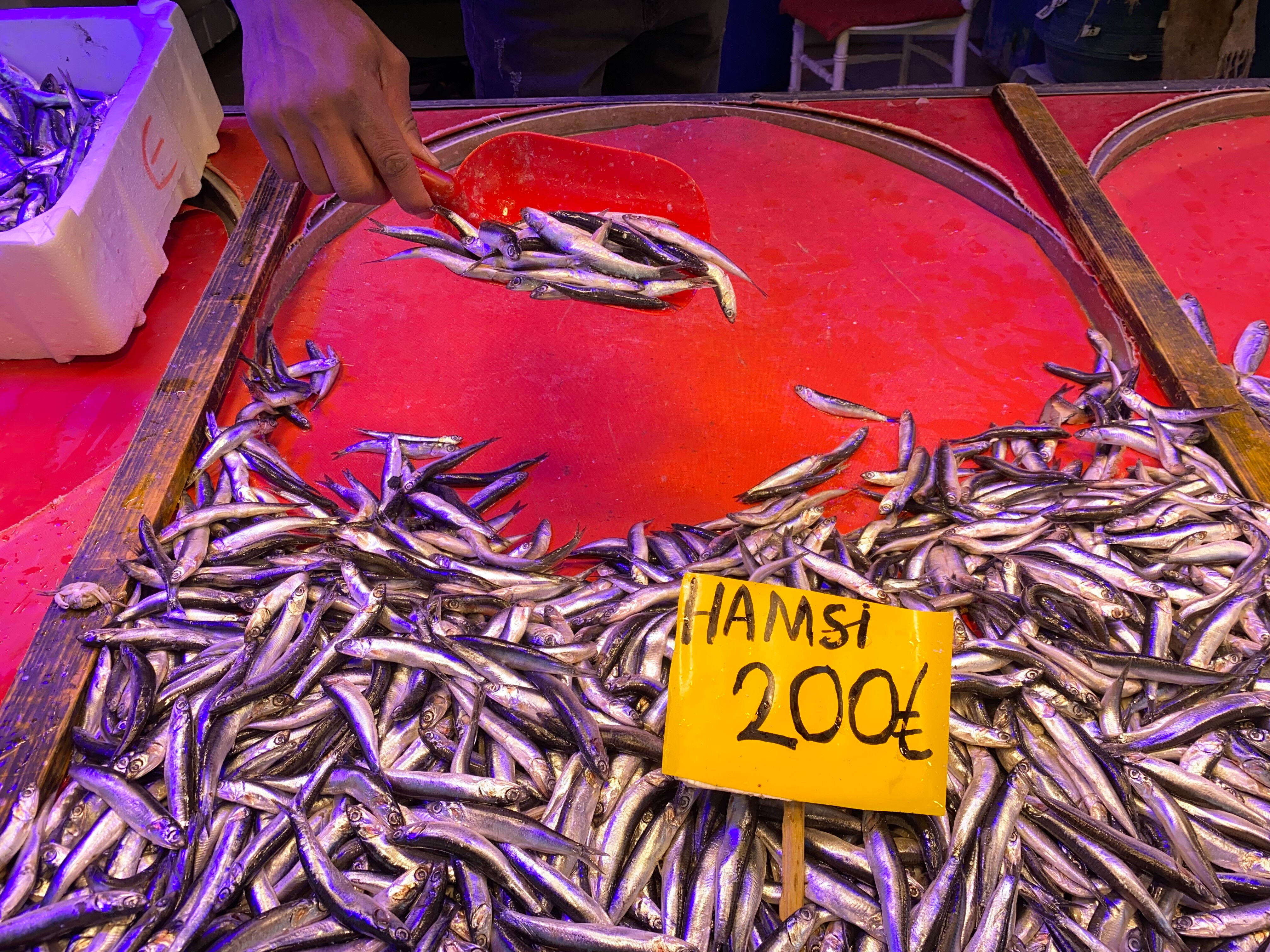 Hamsinin kilosu 300 liraya çıkacak! Vatandaş zamsız almak için balıkçılara koştu Hamsinin kilosu 300 liraya çıkacak! Vatandaş zamsız almak için balıkçılara koştu - 1. Resim