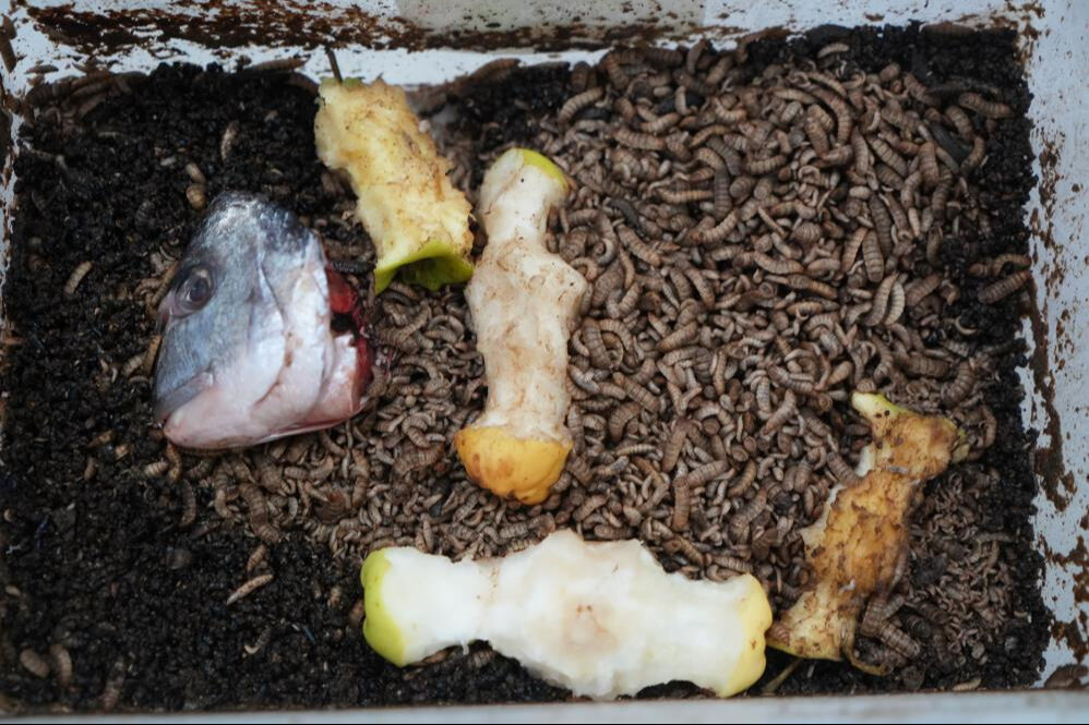 Tarımda devrim niteliğinde buluş: Bu böcekle yeni dönem başlayacak Tarımda devrim niteliğinde buluş: Bu böcekle yeni dönem başlayacak - 1. Resim