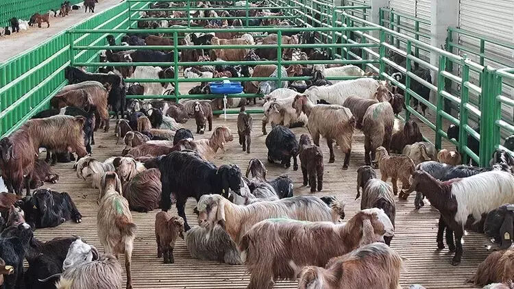 Buzağı destek ödemeleri 2025 son durum!  1. dönem buzağı destek ödemeleri ne zaman yatacak? Buzağı destek ödemeleri 2025 son durum!  1. dönem buzağı destek ödemeleri ne zaman yatacak? - 2. Resim
