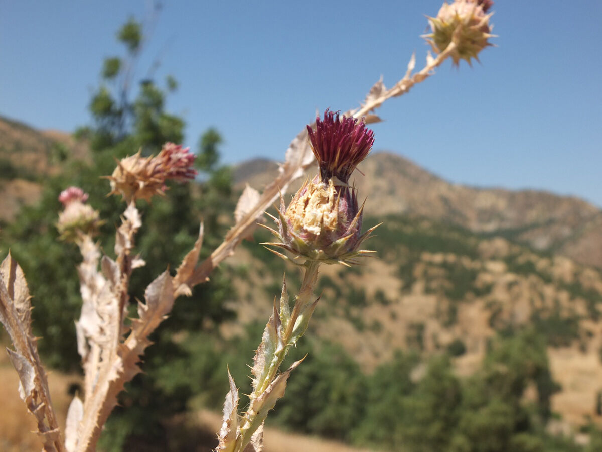 Görüp üstüne basıyoruz, 12 yıl bu bitki için çalıştılar... 'Erbilkızanı' literatüre kazandırıldı Görüp üstüne basıyoruz, 12 yıl bu bitki için çalıştılar... 'Erbilkızanı' literatüre kazandırıldı - 1. Resim