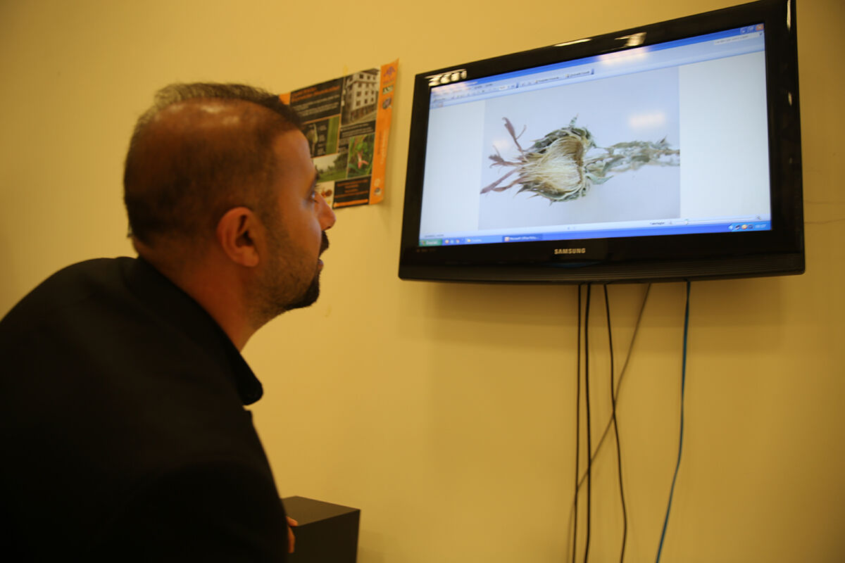 Görüp üstüne basıyoruz, 12 yıl bu bitki için çalıştılar... 'Erbilkızanı' literatüre kazandırıldı Görüp üstüne basıyoruz, 12 yıl bu bitki için çalıştılar... 'Erbilkızanı' literatüre kazandırıldı - 4. Resim