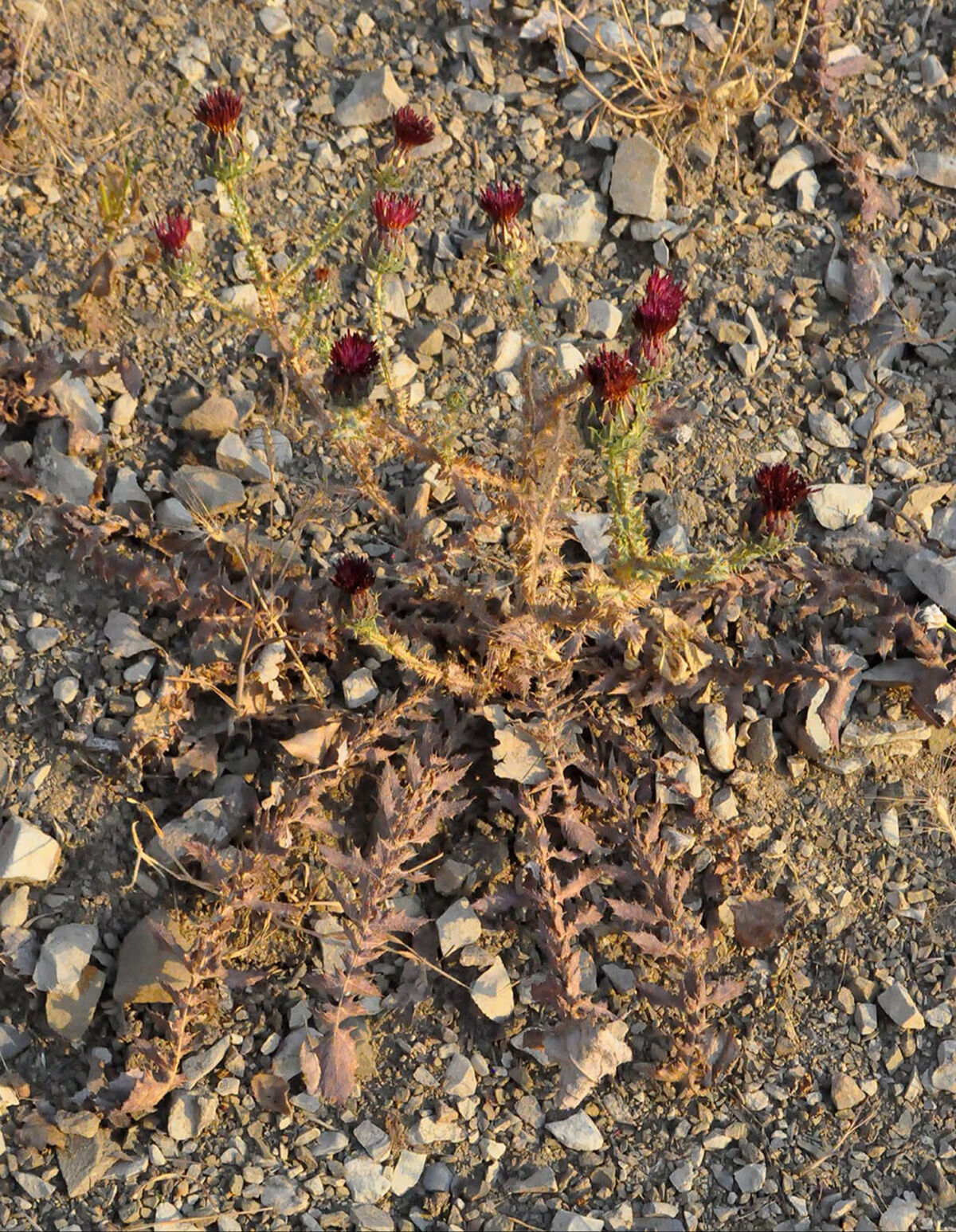 Görüp üstüne basıyoruz, 12 yıl bu bitki için çalıştılar... 'Erbilkızanı' literatüre kazandırıldı Görüp üstüne basıyoruz, 12 yıl bu bitki için çalıştılar... 'Erbilkızanı' literatüre kazandırıldı - 6. Resim