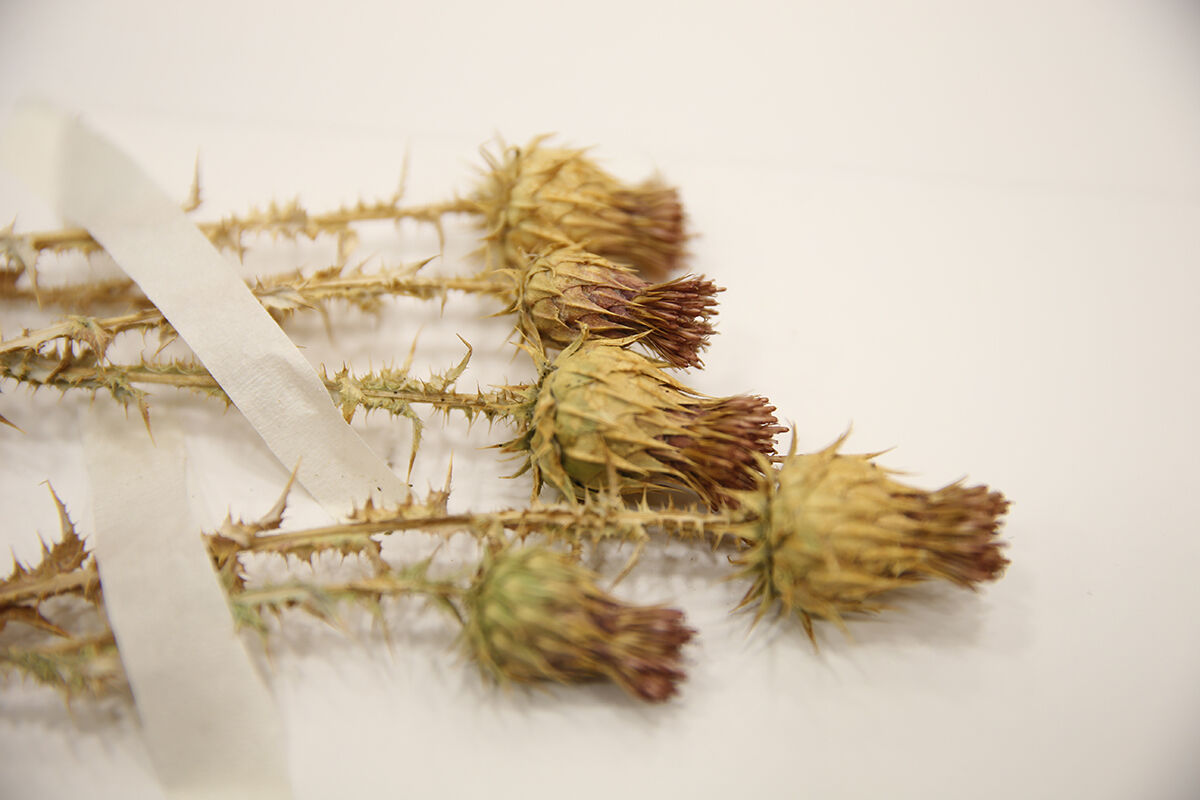 Görüp üstüne basıyoruz, 12 yıl bu bitki için çalıştılar... 'Erbilkızanı' literatüre kazandırıldı Görüp üstüne basıyoruz, 12 yıl bu bitki için çalıştılar... 'Erbilkızanı' literatüre kazandırıldı - 3. Resim