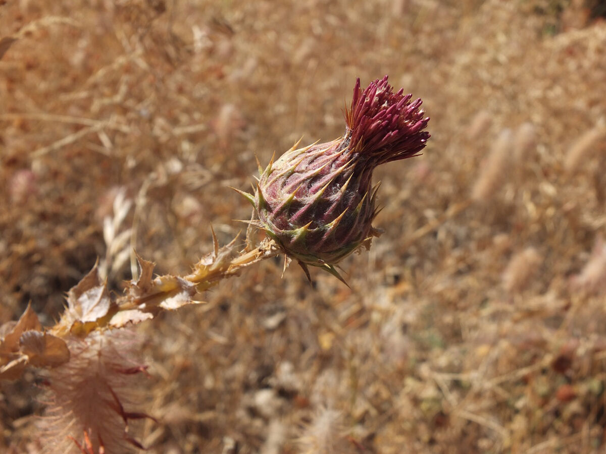 Görüp üstüne basıyoruz, 12 yıl bu bitki için çalıştılar... 'Erbilkızanı' literatüre kazandırıldı Görüp üstüne basıyoruz, 12 yıl bu bitki için çalıştılar... 'Erbilkızanı' literatüre kazandırıldı - 7. Resim
