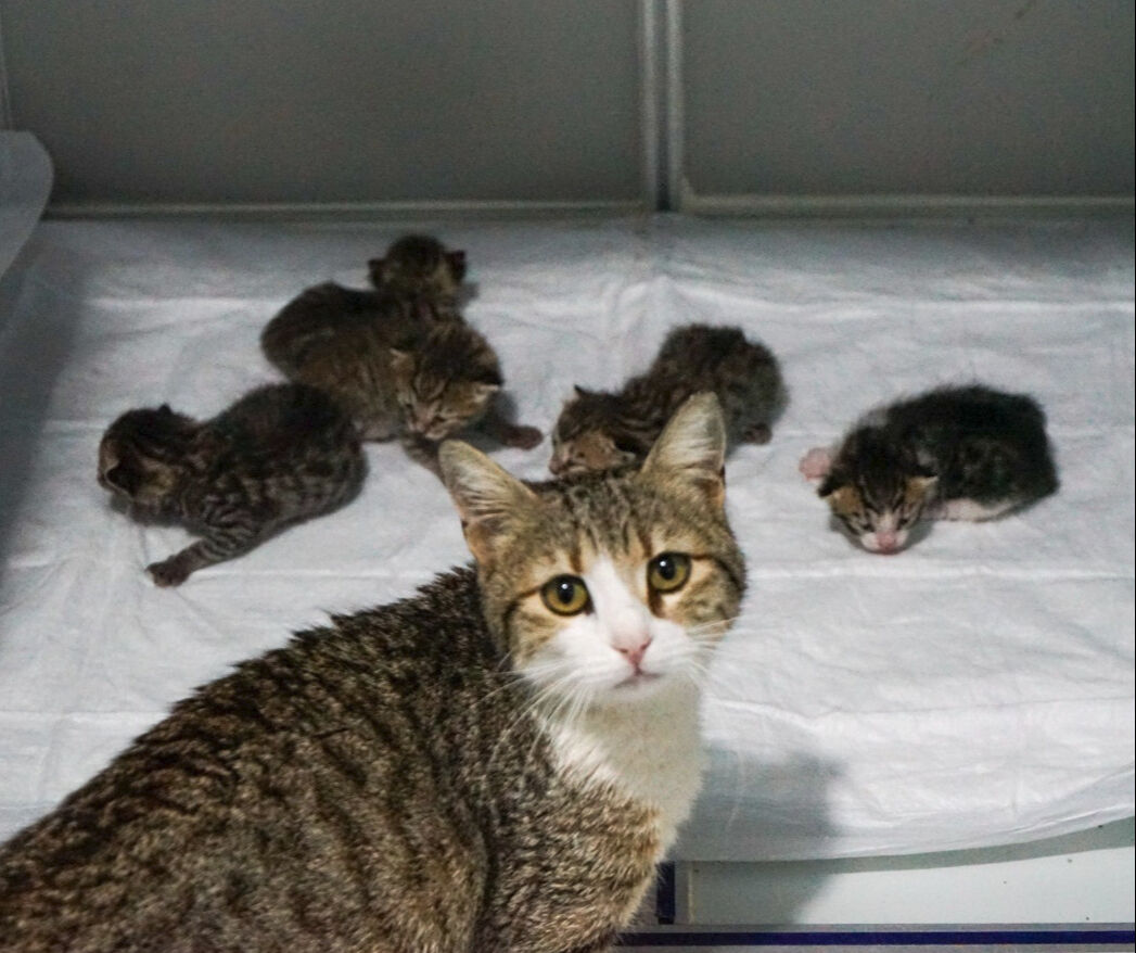 Veterinerleri şoke eden olay! Kapıya kadar geldi: Önce aç olduğunu düşündük... - 1. Resim