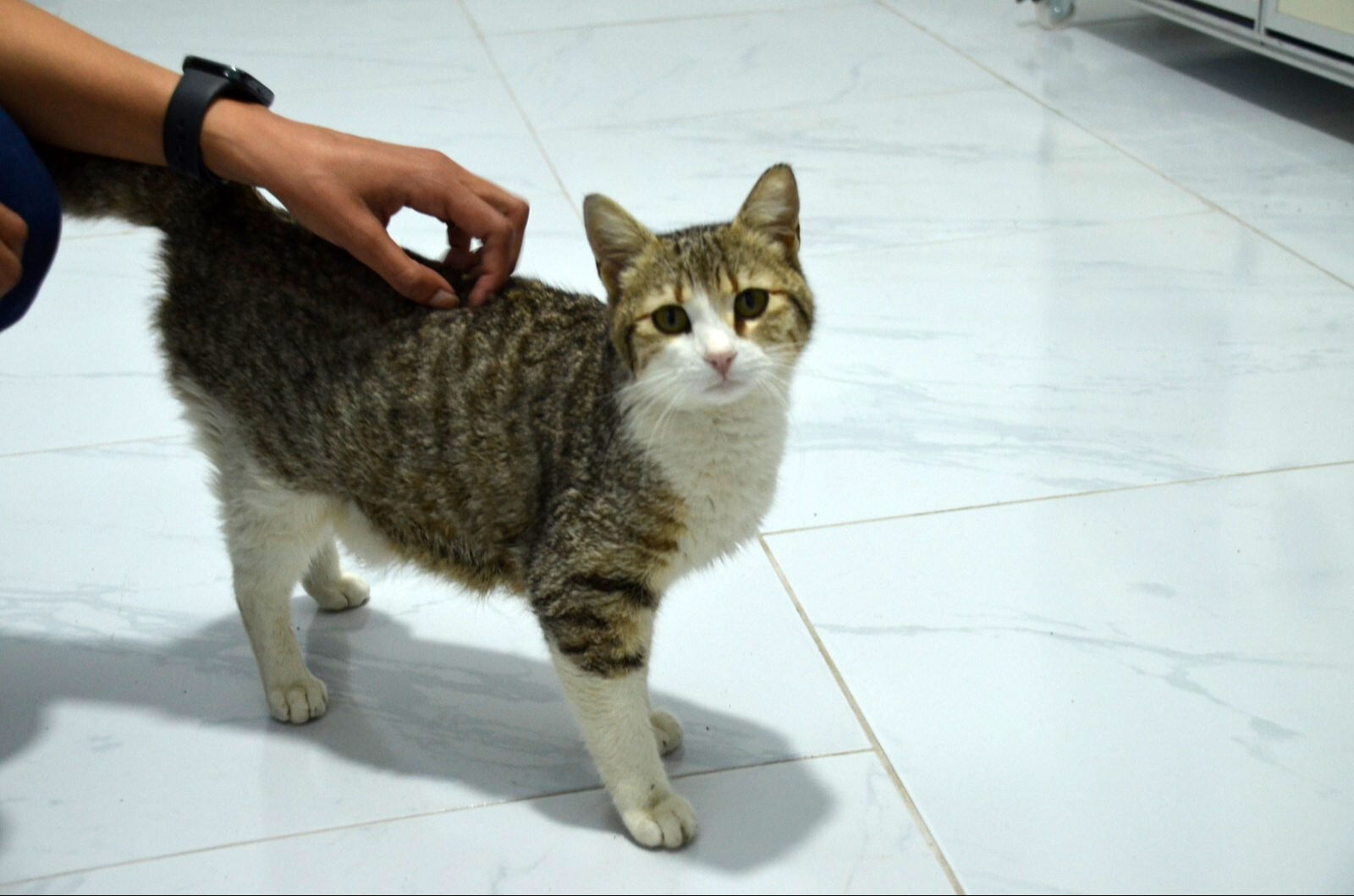 Veterinerleri şoke eden olay! Kapıya kadar geldi: Önce aç olduğunu düşündük... - 3. Resim