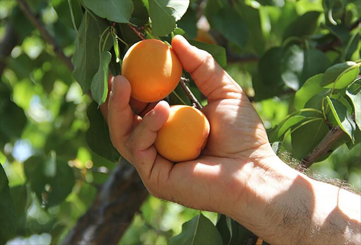 Zirai don felaketinin yol açtığı sorunlar: Tarımı nasıl etkiler? Zirai don olayının yol açtığı sorunlar: Tarımı nasıl etkiler? - 7. Resim