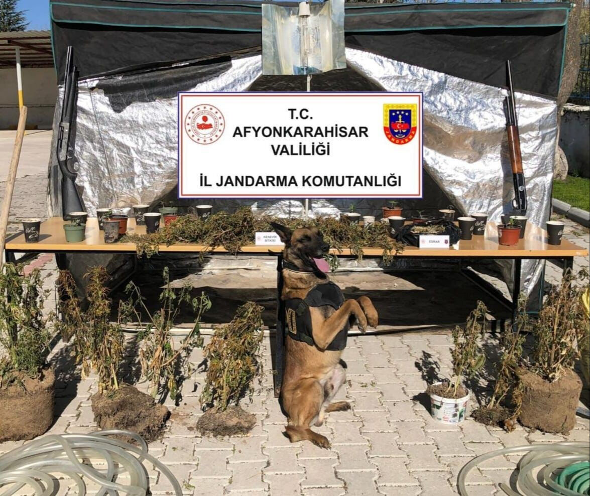 Akılalmaz olay! Ektiği keneviri köyün içme suyuyla sularken yakalandı - 1. Resim
