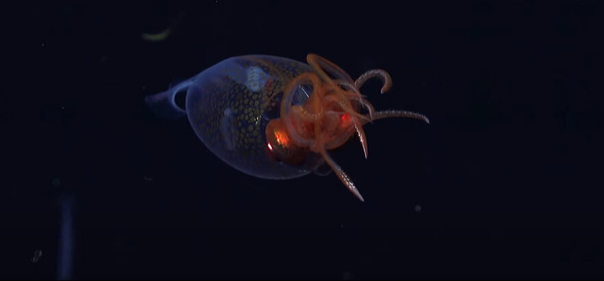 Bilim insanları 100 yıldır peşindeydi! İlk kez canlı görüntülendi Bilim insanları 100 yıldır peşindeydi! İlk kez canlı görüntülendi - 1. Resim