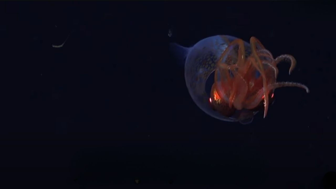 Bilim insanları 100 yıldır peşindeydi! İlk kez canlı görüntülendi Bilim insanları 100 yıldır peşindeydi! İlk kez canlı görüntülendi - 3. Resim