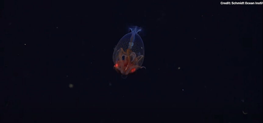 Bilim insanları 100 yıldır peşindeydi! İlk kez canlı görüntülendi Bilim insanları 100 yıldır peşindeydi! İlk kez canlı görüntülendi - 2. Resim