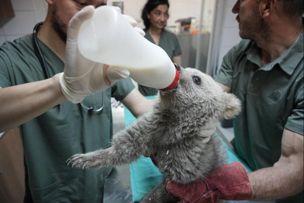 Bitkin halde bulunmuşlardı: Sevimli yavru ayılar artık güvende! Bitkin halde bulunmuşlardı: Sevimli yavru ayılar artık güvende! - 2. Resim