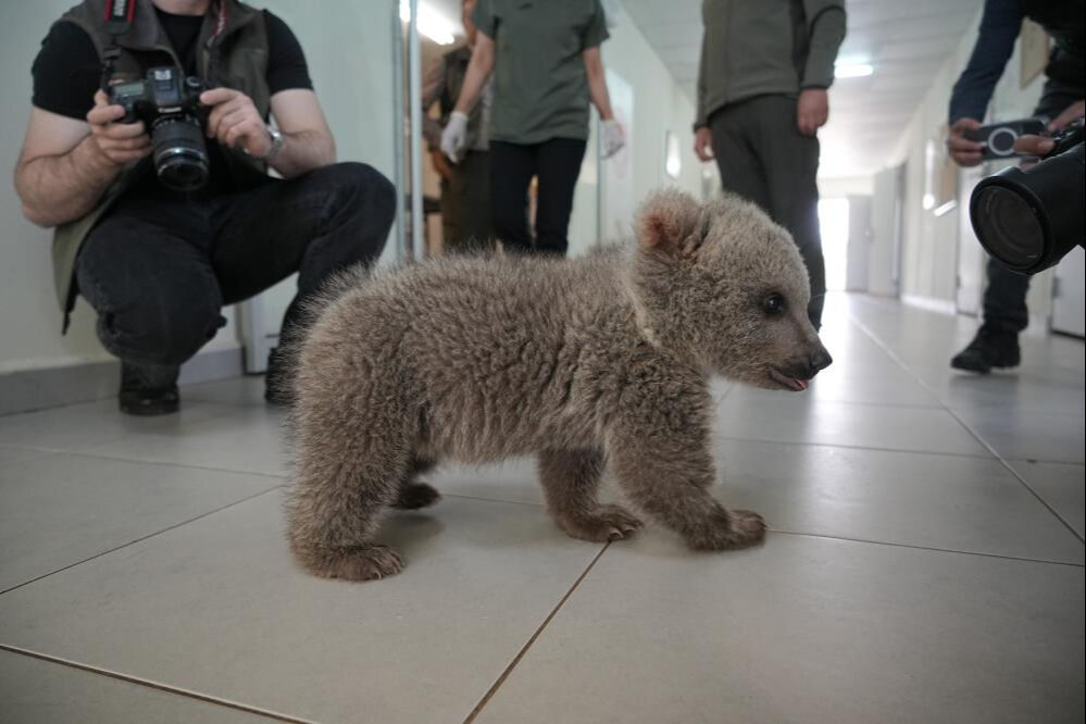 Bitkin halde bulunmuşlardı: Sevimli yavru ayılar artık güvende! Bitkin halde bulunmuşlardı: Sevimli yavru ayılar artık güvende! - 3. Resim