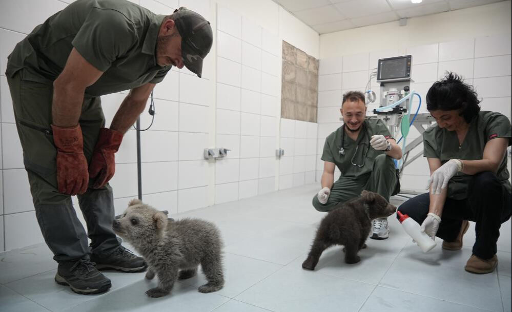 Bitkin halde bulunmuşlardı: Sevimli yavru ayılar artık güvende! Bitkin halde bulunmuşlardı: Sevimli yavru ayılar artık güvende! - 4. Resim