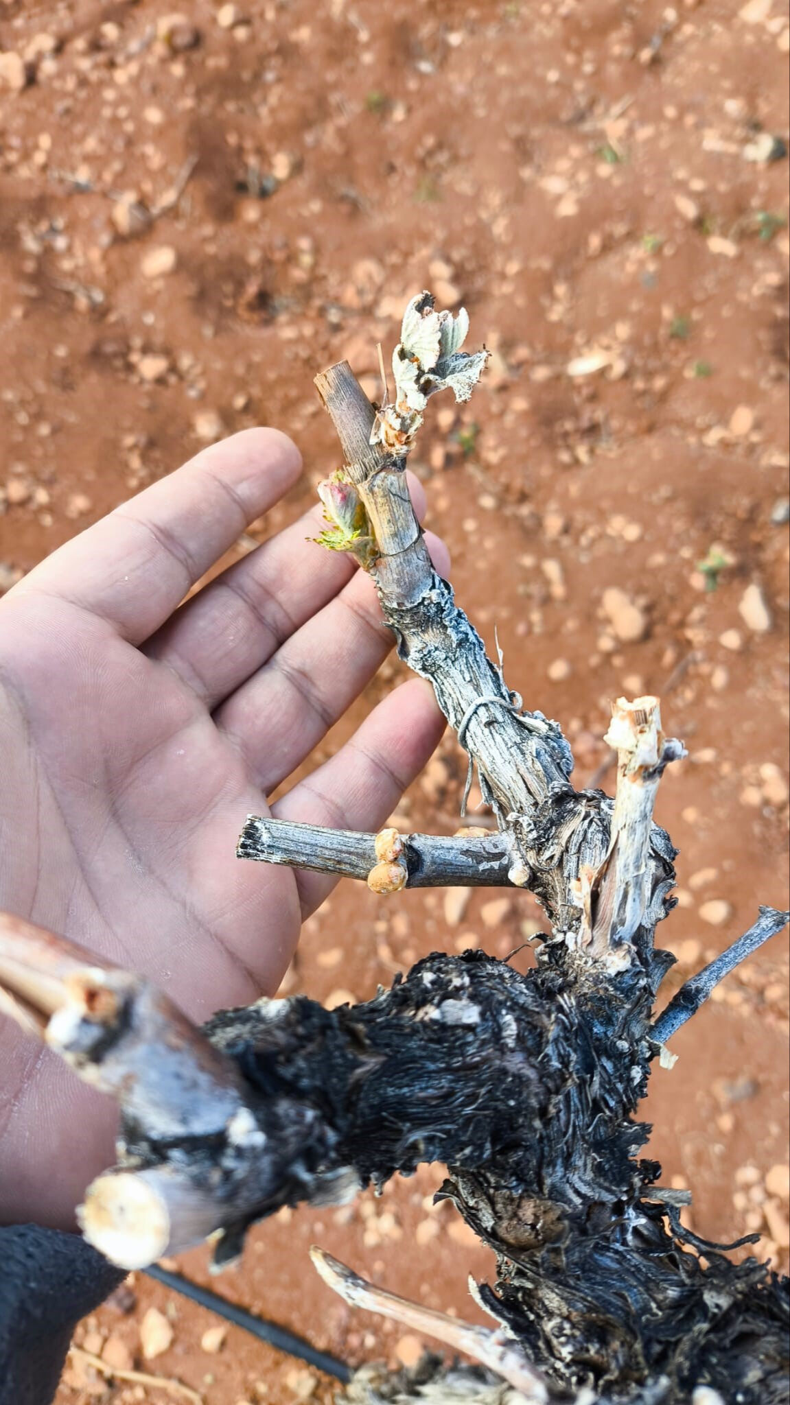 Çilek, armut, elma, erik, kayısı, şeftali, kiraz, vişne... Çiftçi zor durumda, meyve fiyatları cep yakacak - 2. Resim