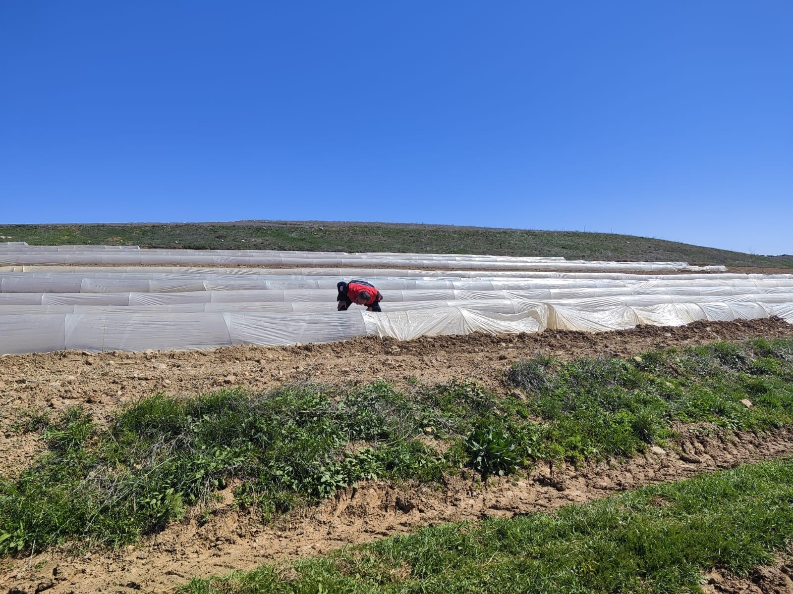 Çilek, armut, elma, erik, kayısı, şeftali, kiraz, vişne... Çiftçi zor durumda, meyve fiyatları cep yakacak - 1. Resim