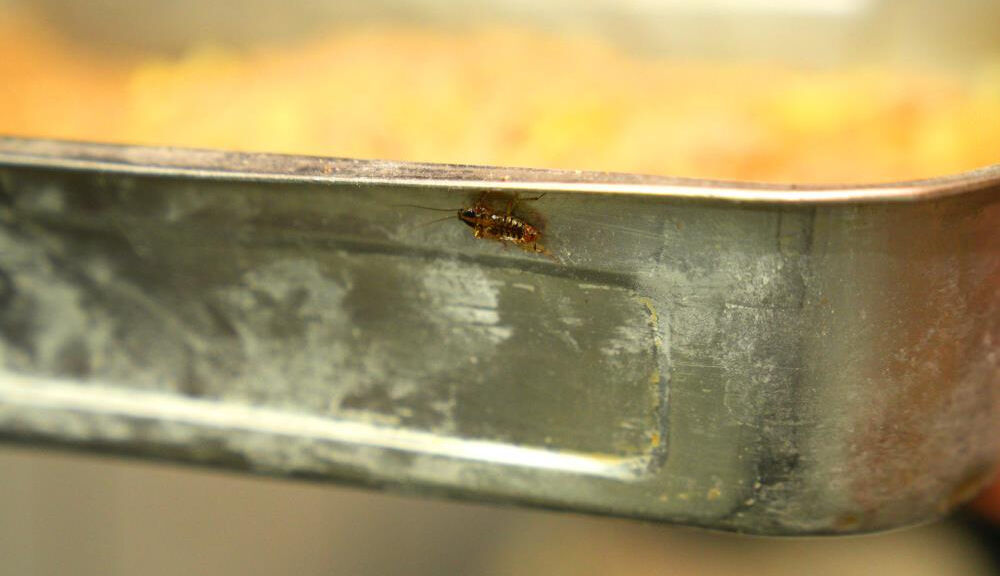 Tatlıcıdaki denetimde mide bulandıran görüntü! Zabıta bile şaştı kaldı Tatlıcıdaki denetimde mide bulandıran görüntü! Zabıta bile şaştı kaldı - 2. Resim