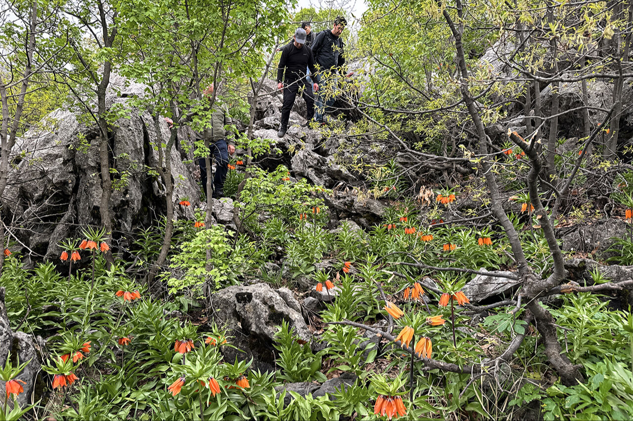 Ters lale sevgisi dağa tırmandırdı! 