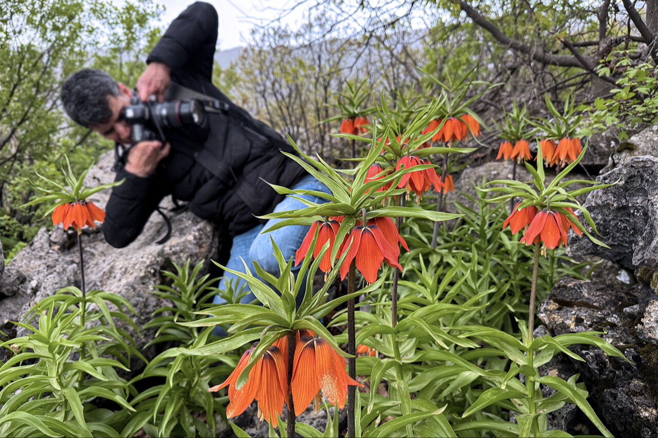 Ters lale sevgisi dağa tırmandırdı! 