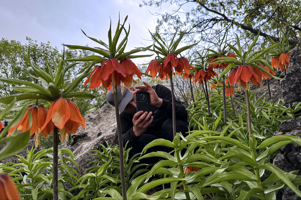 Ters lale sevgisi dağa tırmandırdı! 