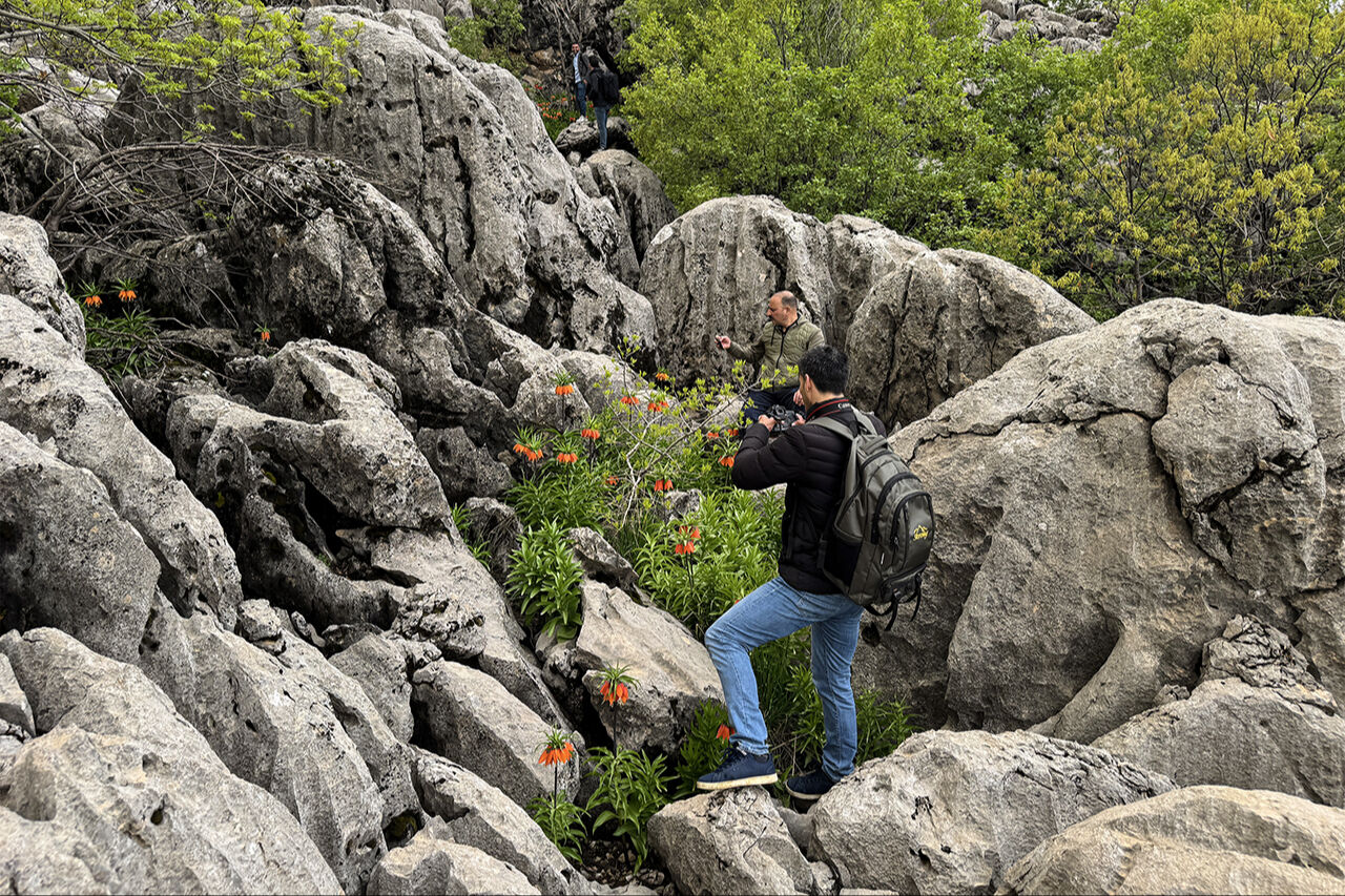 Ters lale sevgisi dağa tırmandırdı! 
