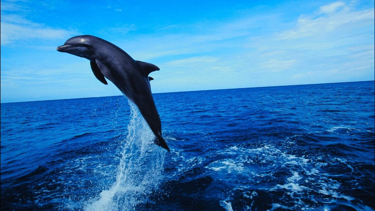 Yapay zeka modeli DolphinGemma, yunuslarla iletişimin kapısını aralıyor Yapay zeka modeli DolphinGemma, yunuslarla iletişimin kapısını aralıyor - 4. Resim