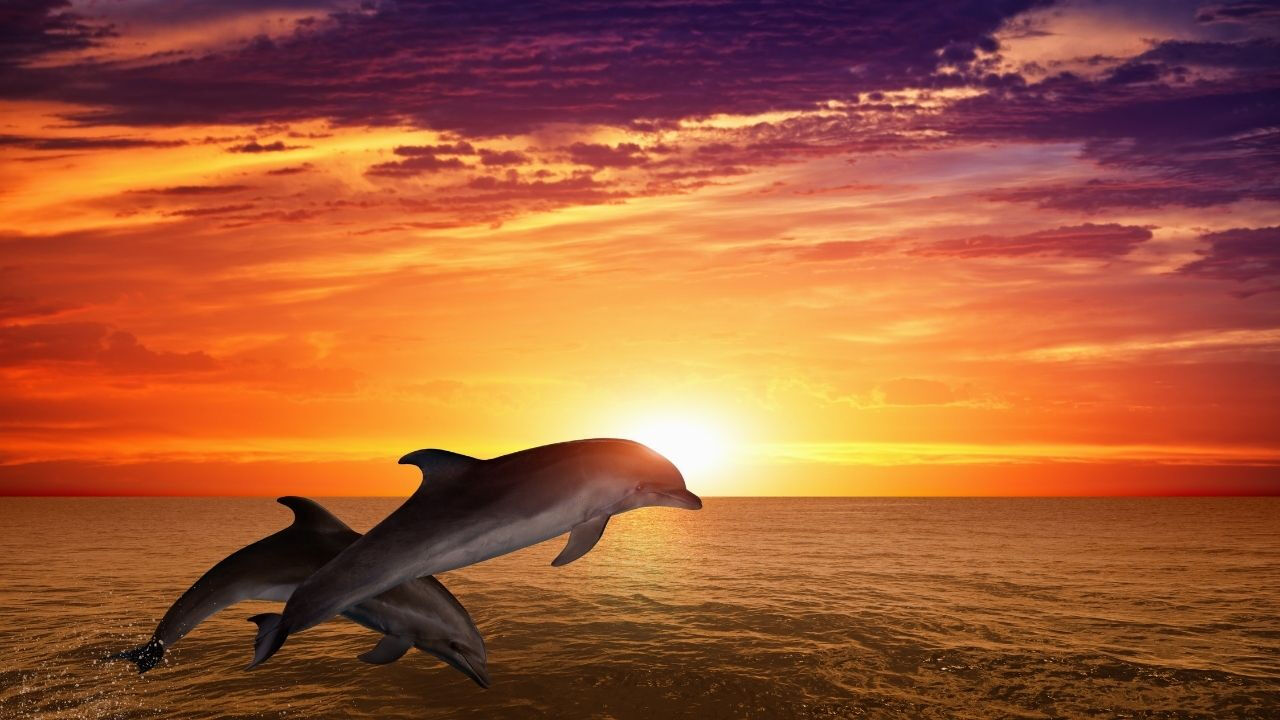 Yapay zeka modeli DolphinGemma, yunuslarla iletişimin kapısını aralıyor Yapay zeka modeli DolphinGemma, yunuslarla iletişimin kapısını aralıyor - 3. Resim