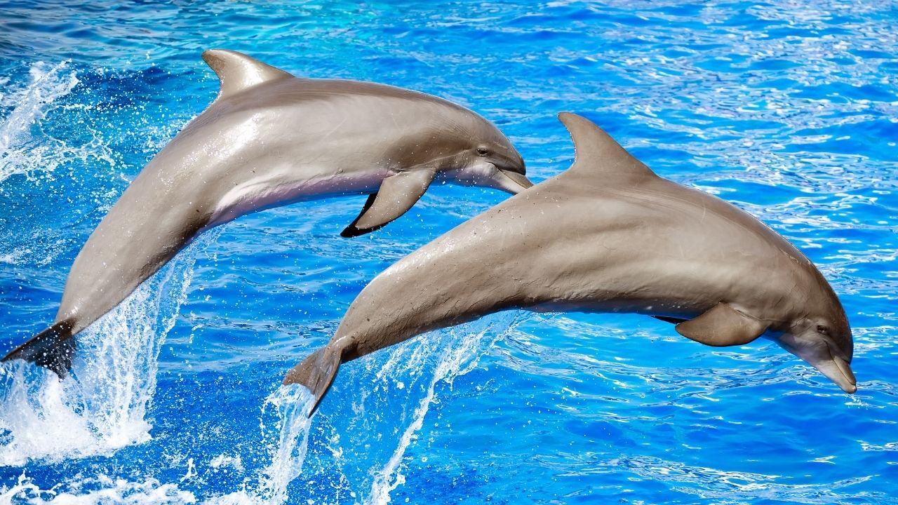 Yapay zeka modeli DolphinGemma, yunuslarla iletişimin kapısını aralıyor Yapay zeka modeli DolphinGemma, yunuslarla iletişimin kapısını aralıyor - 1. Resim