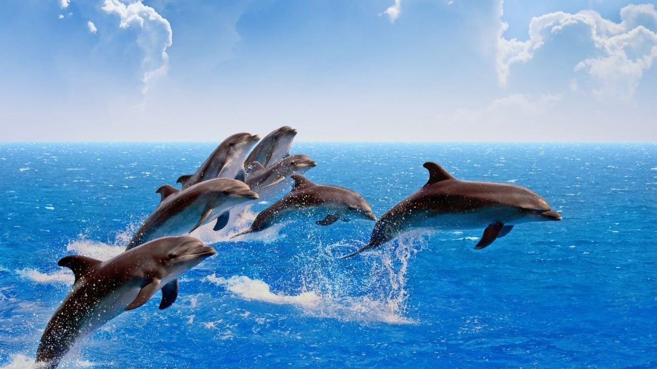 Yapay zeka modeli DolphinGemma, yunuslarla iletişimin kapısını aralıyor Yapay zeka modeli DolphinGemma, yunuslarla iletişimin kapısını aralıyor - 2. Resim