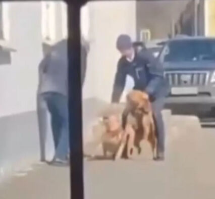 Başıboş köpek saldırısı! Hem saldırılan hem de tanık olan faciayı yaşadı Başıboş köpek saldırısı! Hem saldırılan hem de tanık olan faciayı yaşadı - 2. Resim